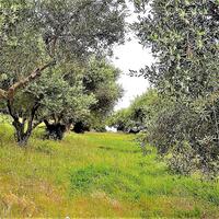 Island in Greece, Ionian Islands, Corfu, 6200 sq.m.
