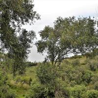 Island in Greece, Ionian Islands, Corfu, 5000 sq.m.