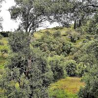 Island in Greece, Ionian Islands, Corfu, 5000 sq.m.