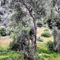 Island in Greece, Ionian Islands, Corfu, 5000 sq.m.