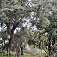 Island in Greece, Ionian Islands, Corfu, 5000 sq.m.
