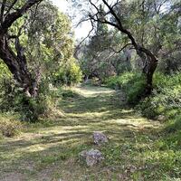 Island in Greece, Ionian Islands, Corfu, 33000 sq.m.