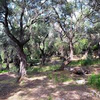 Island in Greece, Ionian Islands, Corfu, 33000 sq.m.