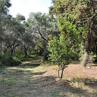Island in Greece, Ionian Islands, Corfu, 33000 sq.m.