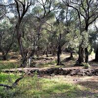 Island in Greece, Ionian Islands, Corfu, 33000 sq.m.