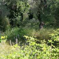 Island in Greece, Ionian Islands, Corfu, 4000 sq.m.