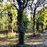 Остров в Греции, Ионические острова, Корфу, 8104 кв.м.