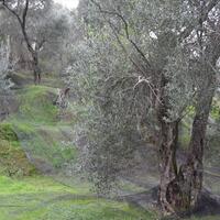 Остров в Греции, Ионические острова, Корфу, 10000 кв.м.