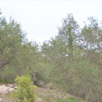 Остров в Греции, Ионические острова, Корфу, 9500 кв.м.