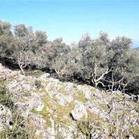 Island in Greece, Ionian Islands, Corfu, 8000 sq.m.