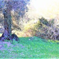 Island in Greece, Ionian Islands, Corfu, 1500 sq.m.