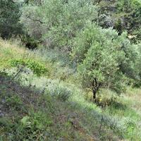 Island in Greece, Ionian Islands, Corfu, 4000 sq.m.