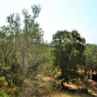 Island in Greece, Ionian Islands, Corfu, 2650 sq.m.