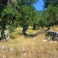 Island in Greece, Ionian Islands, Corfu, 5000 sq.m.