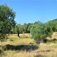 Island in Greece, Ionian Islands, Corfu, 5000 sq.m.