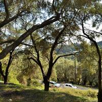 Island in Greece, Ionian Islands, Corfu, 14530 sq.m.