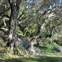 Island in Greece, Ionian Islands, Corfu, 14530 sq.m.