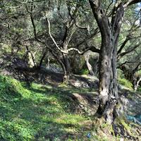 Island in Greece, Ionian Islands, Corfu, 14530 sq.m.