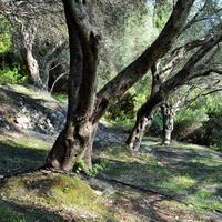Island in Greece, Ionian Islands, Corfu, 14530 sq.m.