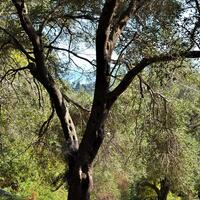 Island in Greece, Ionian Islands, Corfu, 14530 sq.m.