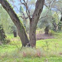 Island in Greece, Ionian Islands, Corfu, 3136 sq.m.