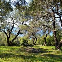 Island in Greece, Ionian Islands, Corfu, 7606 sq.m.