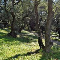 Island in Greece, Ionian Islands, Corfu, 7606 sq.m.