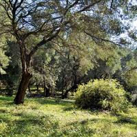 Island in Greece, Ionian Islands, Corfu, 7606 sq.m.
