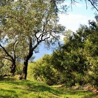 Island in Greece, Ionian Islands, Corfu, 7606 sq.m.