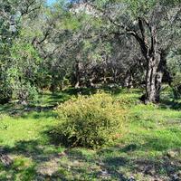 Island in Greece, Ionian Islands, Corfu, 7606 sq.m.