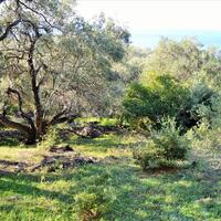 Island in Greece, Ionian Islands, Corfu, 7606 sq.m.