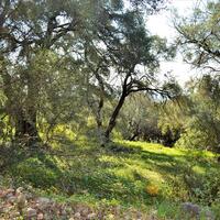 Island in Greece, Ionian Islands, Corfu, 7606 sq.m.