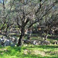 Island in Greece, Ionian Islands, Corfu, 7606 sq.m.