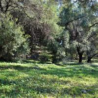Island in Greece, Ionian Islands, Corfu, 7606 sq.m.