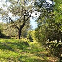 Island in Greece, Ionian Islands, Corfu, 7606 sq.m.