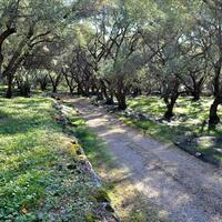 Island in Greece, Ionian Islands, Corfu, 7606 sq.m.