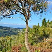 Island in Greece, Ionian Islands, Corfu, 15000 sq.m.