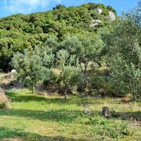 Island in Greece, Ionian Islands, Corfu, 15000 sq.m.