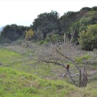 Island in Greece, Ionian Islands, Corfu, 1670 sq.m.
