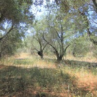 Island in Greece, Ionian Islands, Corfu, 5000 sq.m.