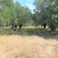 Island in Greece, Ionian Islands, Corfu, 10000 sq.m.