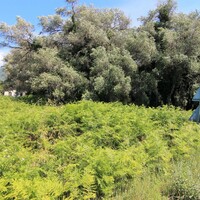 Island in Greece, Ionian Islands, Corfu, 2000 sq.m.