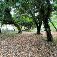 Остров в Греции, Ионические острова, Корфу, 540 кв.м.