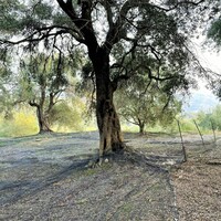 Остров в Греции, Ионические острова, Корфу, 4027 кв.м.