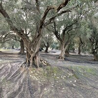 Остров в Греции, Ионические острова, Корфу, 4027 кв.м.