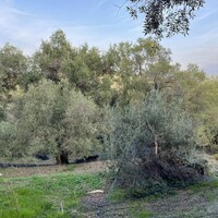 Остров в Греции, Ионические острова, Корфу, 4027 кв.м.