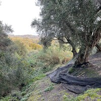 Остров в Греции, Ионические острова, Корфу, 4027 кв.м.