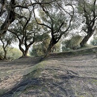 Остров в Греции, Ионические острова, Корфу, 4027 кв.м.