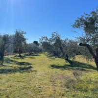Island in Greece, Ionian Islands, Corfu, 5000 sq.m.