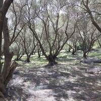 Остров в Греции, Ионические острова, Корфу, 8000 кв.м.